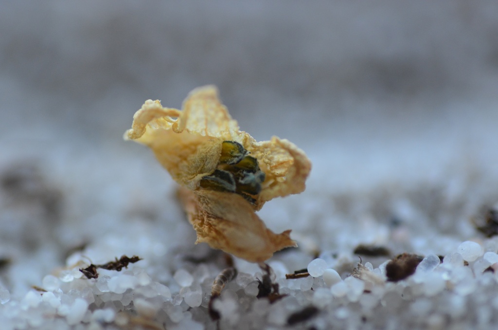 2016-12 France/St Malo/DSC_0063.JPG